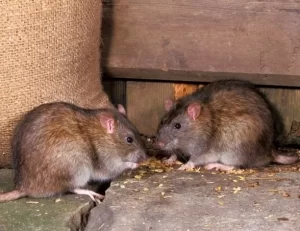 Diệt chuột hào phát