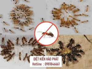 diệt kiến hào phát