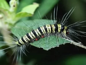 diệt sâu hào phát