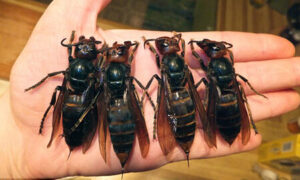 Bắt ong chuyên nghiệp hào phát