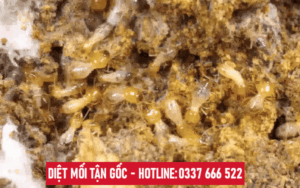 DIET MOI TAN GOC BAC THANG LONG