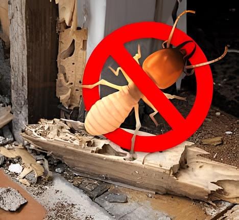 DIET MOI TAN GOC Hào Phát