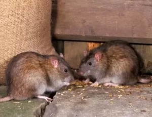 Diệt chuột hào phát