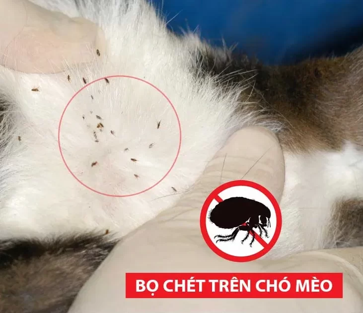 Diệt bọ chét hào phát