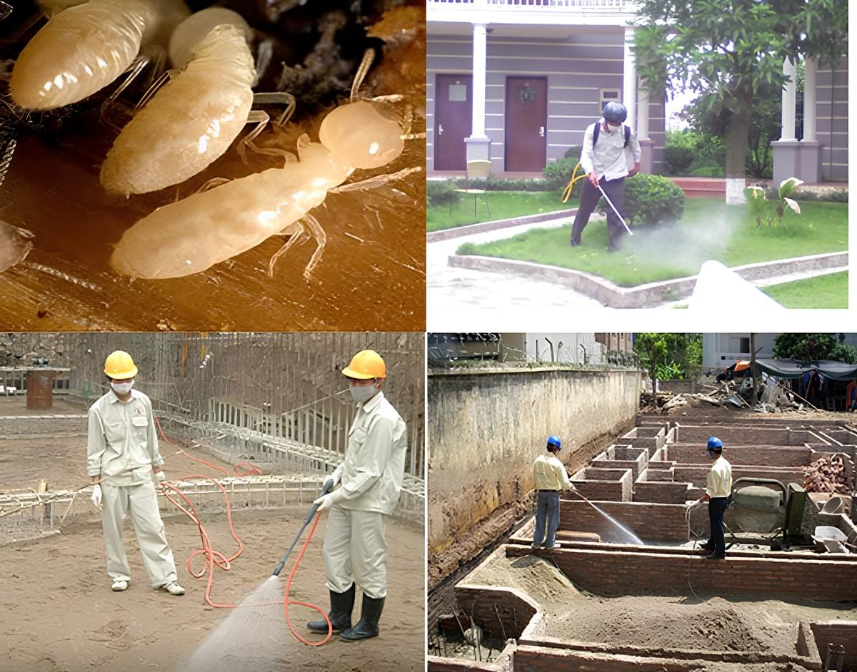 phun diệt mối 